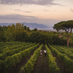 Casa Setaro, i vini del Vesuvio